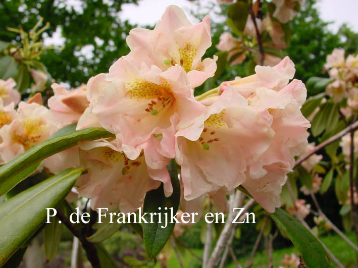 Rhododendron 'Marimba'