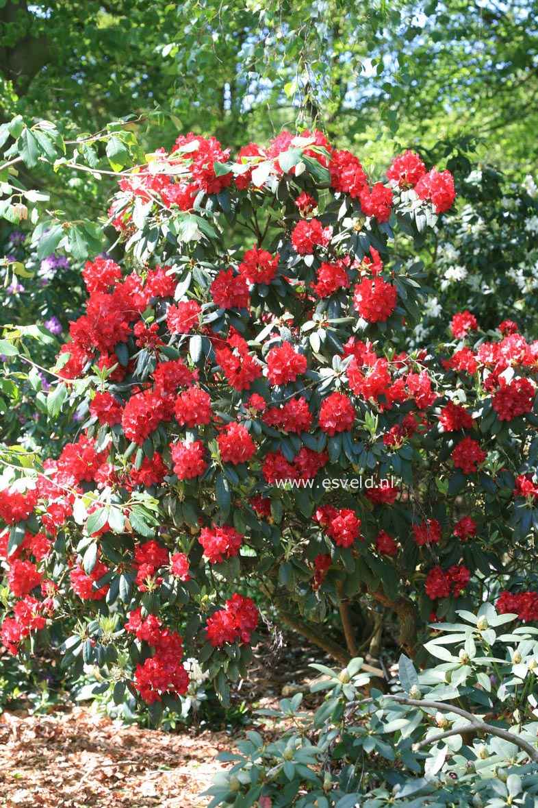 Rhododendron 'Mars'