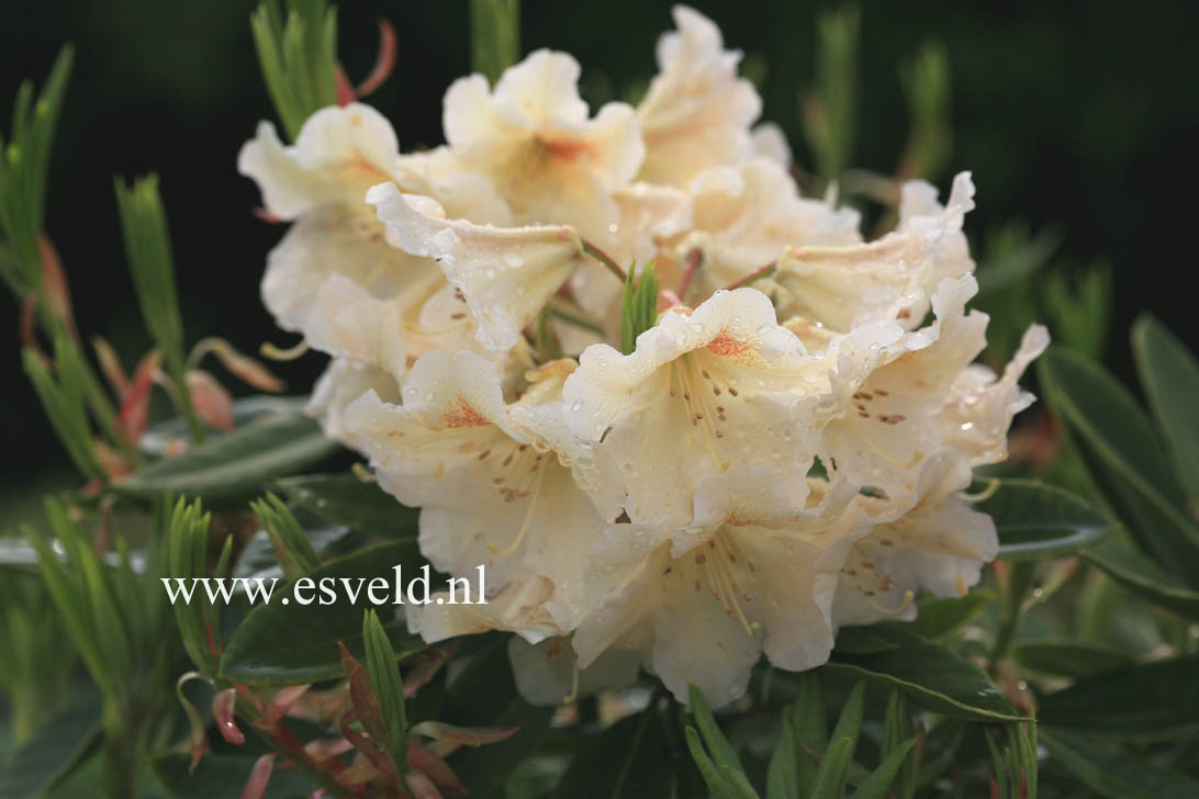 Rhododendron 'Marsala'