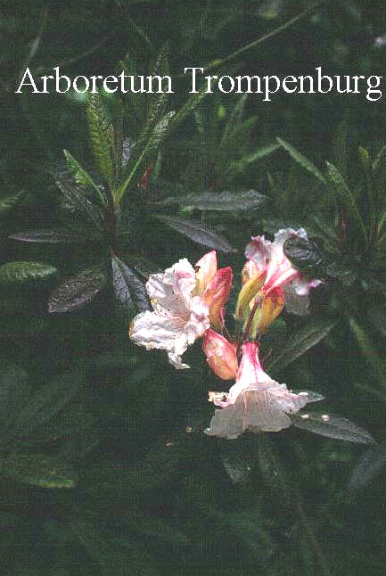 Rhododendron 'Martha Isaacson'