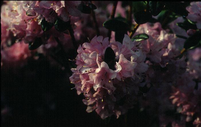 Rhododendron 'Martine'