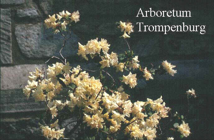 Rhododendron 'Mary Fleming' Rhododendron 'Mary Fleming'