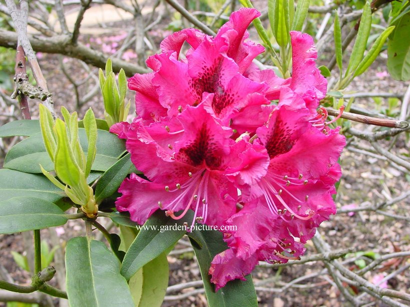 Rhododendron 'Mary Forte' Rhododendron 'Mary Forte'