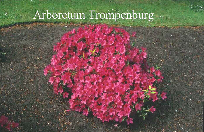 Rhododendron 'Maxwellii'