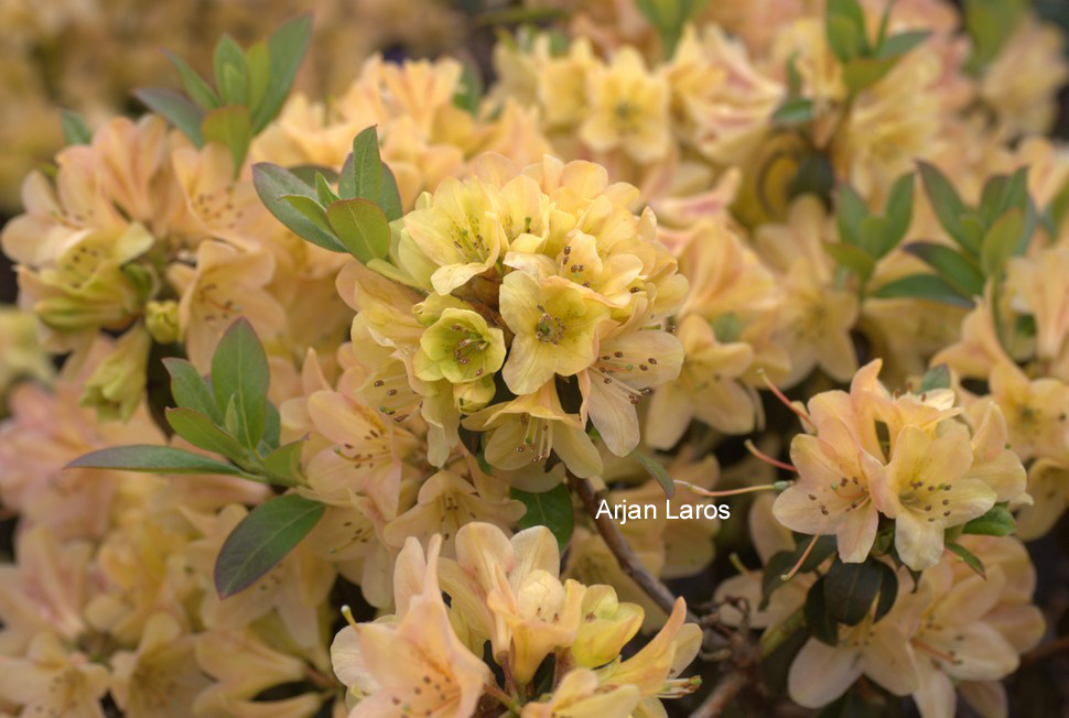 Rhododendron 'Medley'
