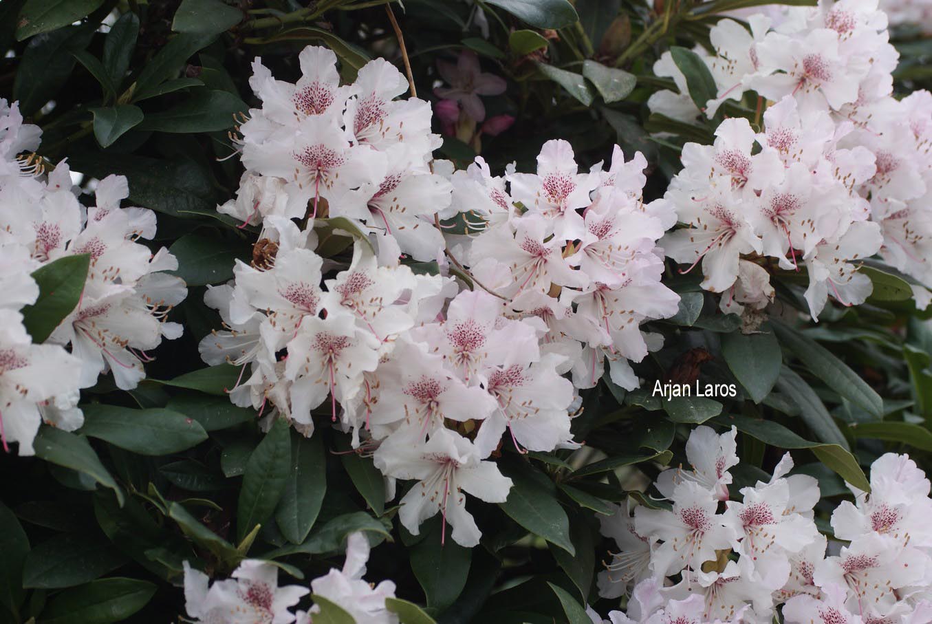 Rhododendron 'Melpomene'