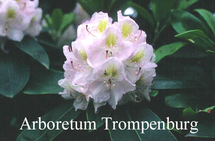 Rhododendron 'Memoir' Rhododendron 'Memoir'