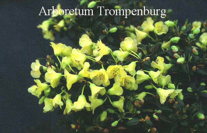 Rhododendron 'Merganser'