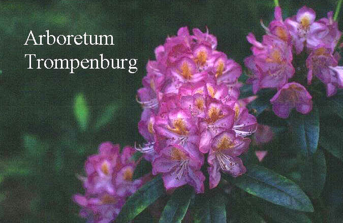Rhododendron 'Midsummer'