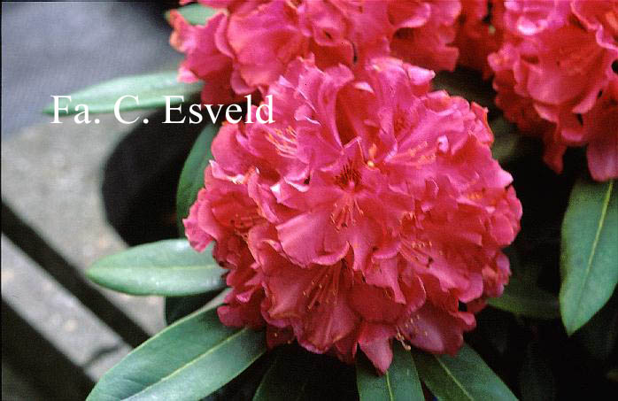 Rhododendron 'Mieszko'