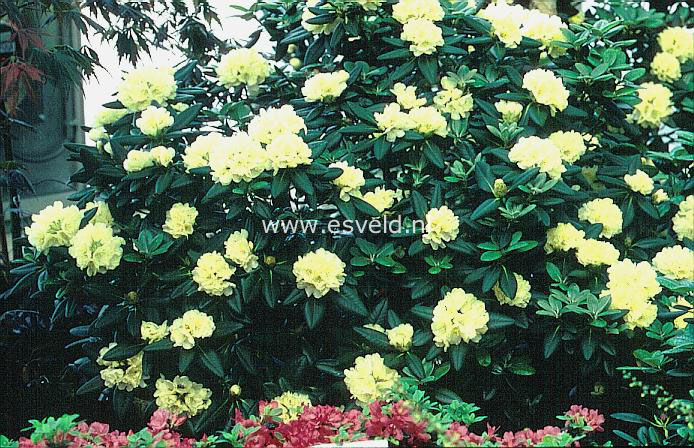 Rhododendron 'Millennium Gold'