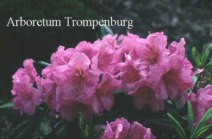 Rhododendron 'Millwater'