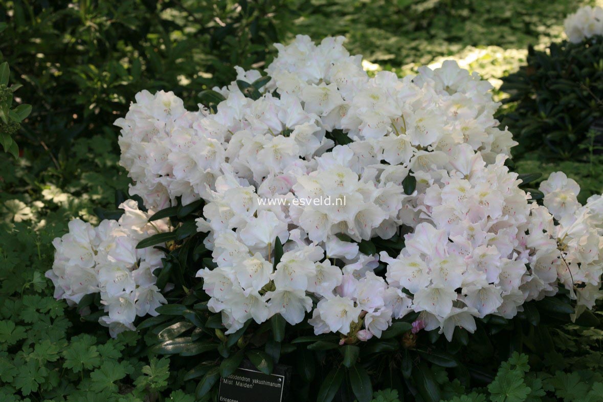 Rhododendron 'Mist Maiden'