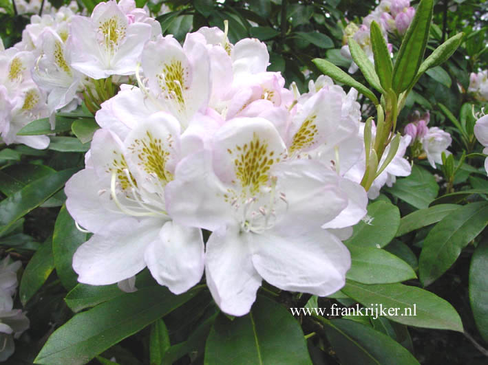 Rhododendron 'Mme Carvalho'