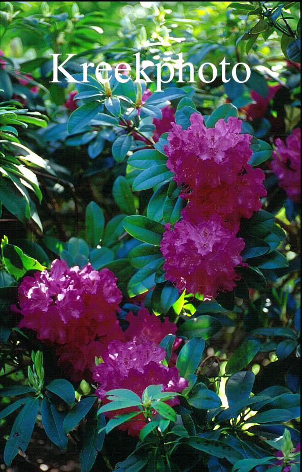 Rhododendron 'Mme Ida Rubinstein'
