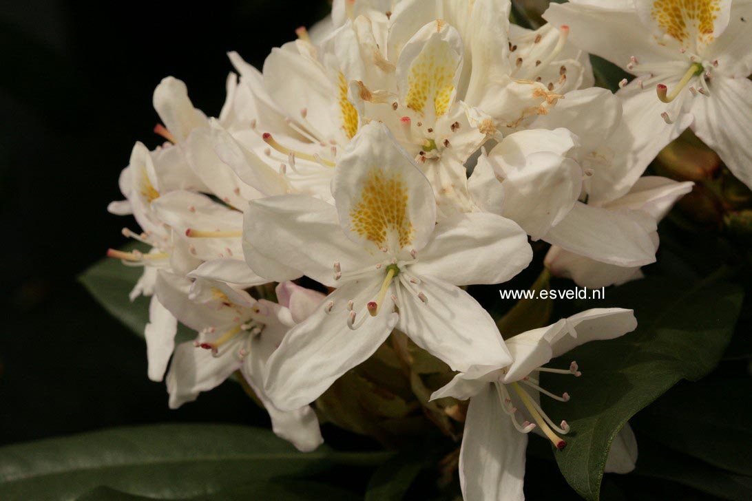 Rhododendron 'Mme Masson'