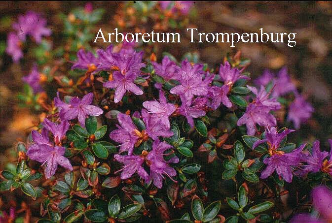 Rhododendron 'Moerheim'