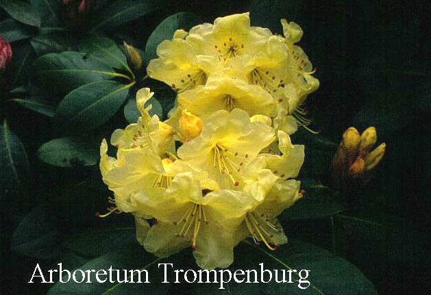 Rhododendron 'Moonshine Bright' Rhododendron 'Moonshine Bright'