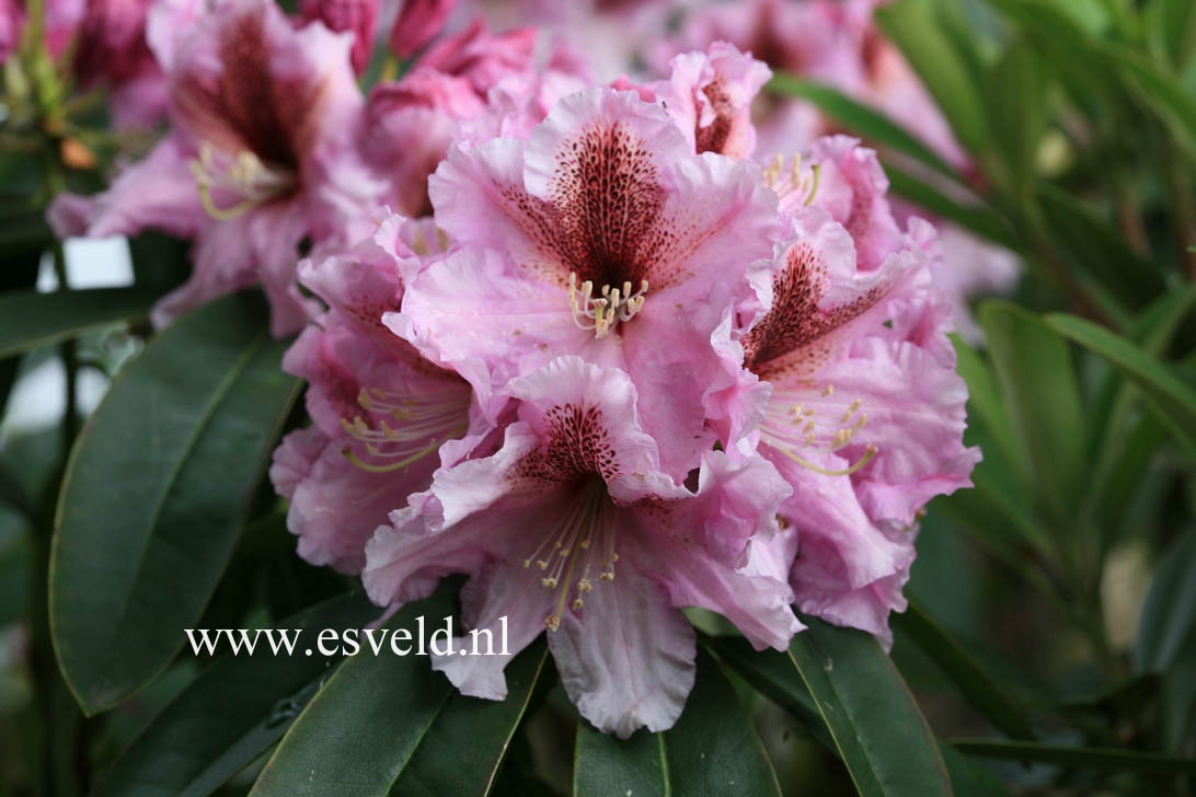 Rhododendron 'Mooreule'
