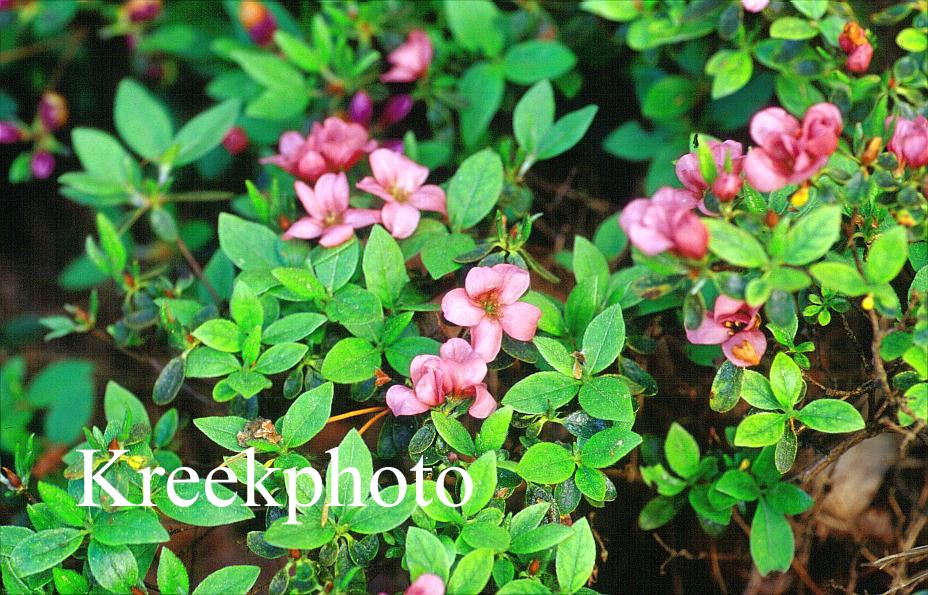 Rhododendron 'Morava' (Azalea)