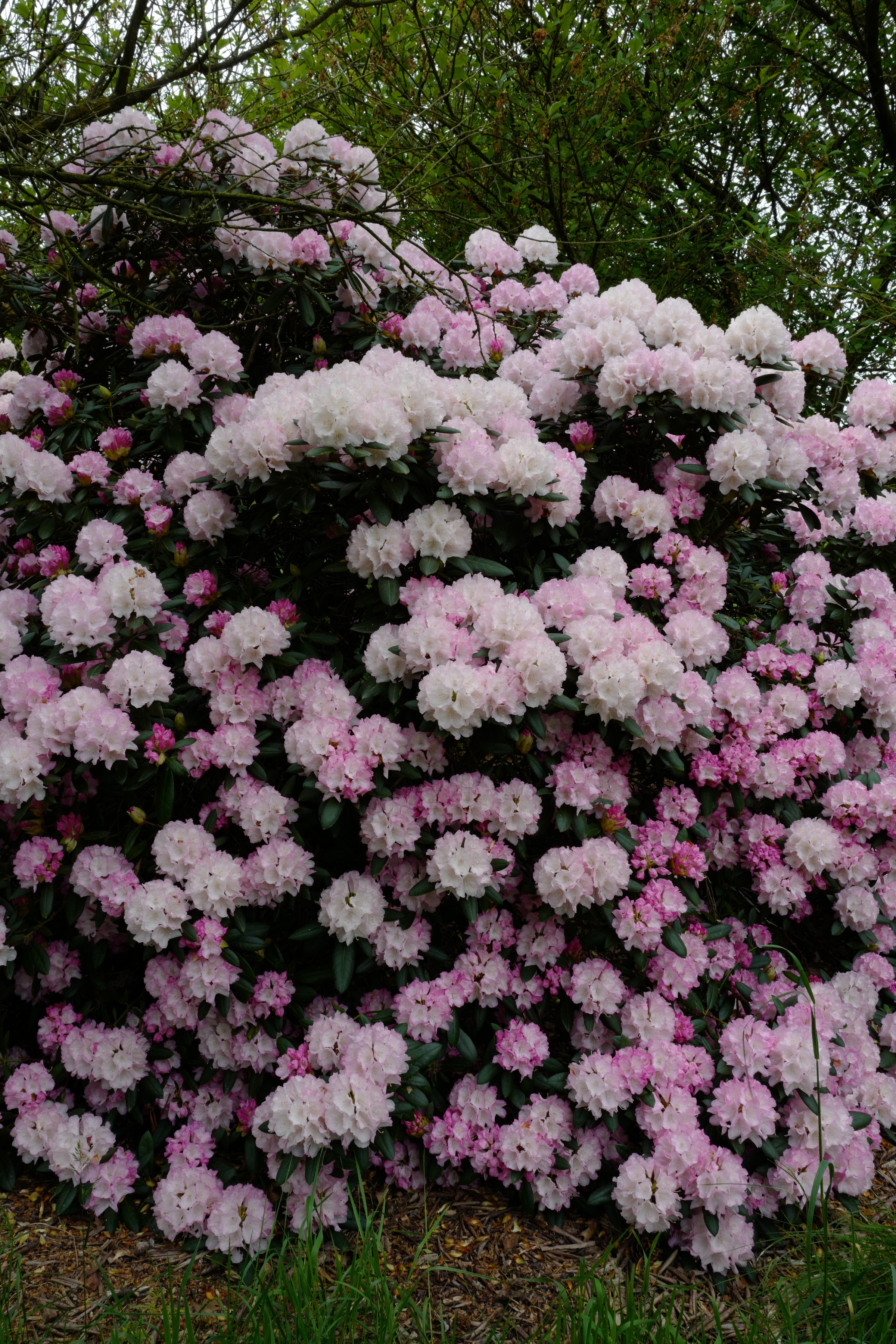 Rhododendron 'Morning Cloud'