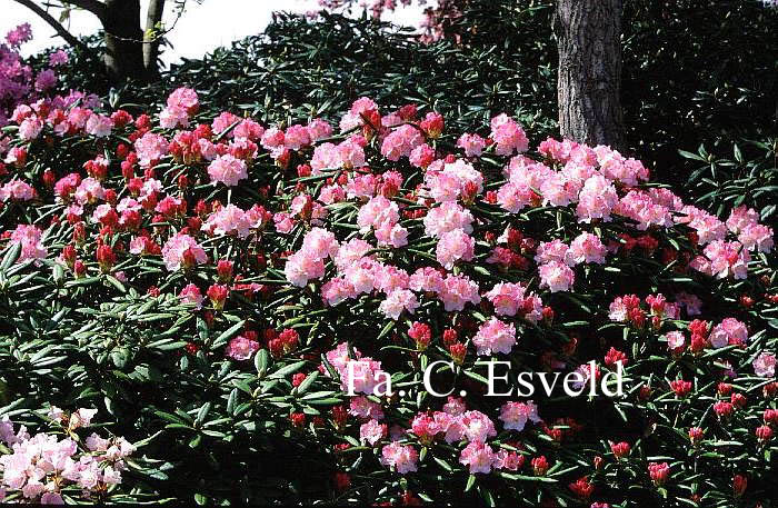 Rhododendron 'Morning Magic'