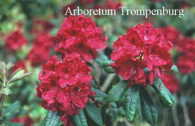 Rhododendron 'Moser's Maroon'