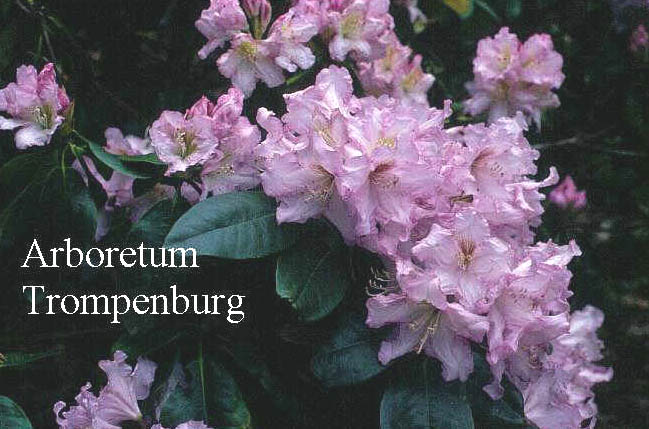 Rhododendron 'Motyl'
