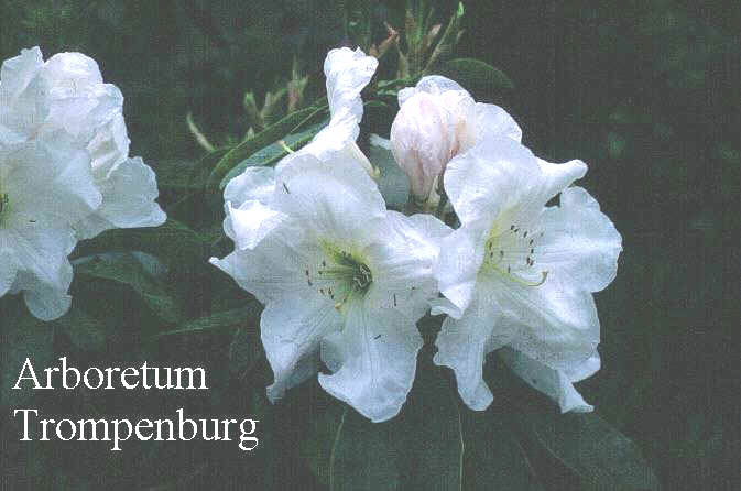 Rhododendron 'Mrs. A.T. de la Mare'