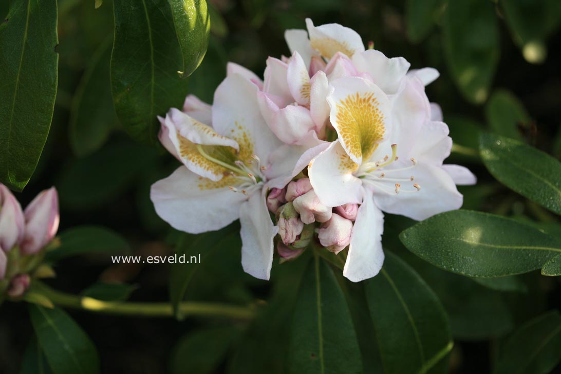 Rhododendron 'Mrs. J.C. Williams'