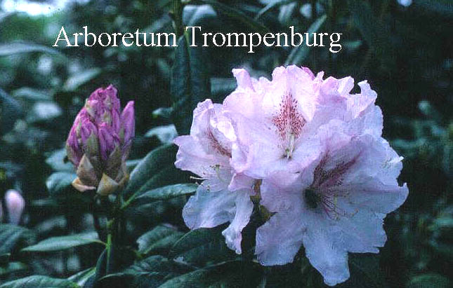 Rhododendron 'Mrs. Lindsay Smith'