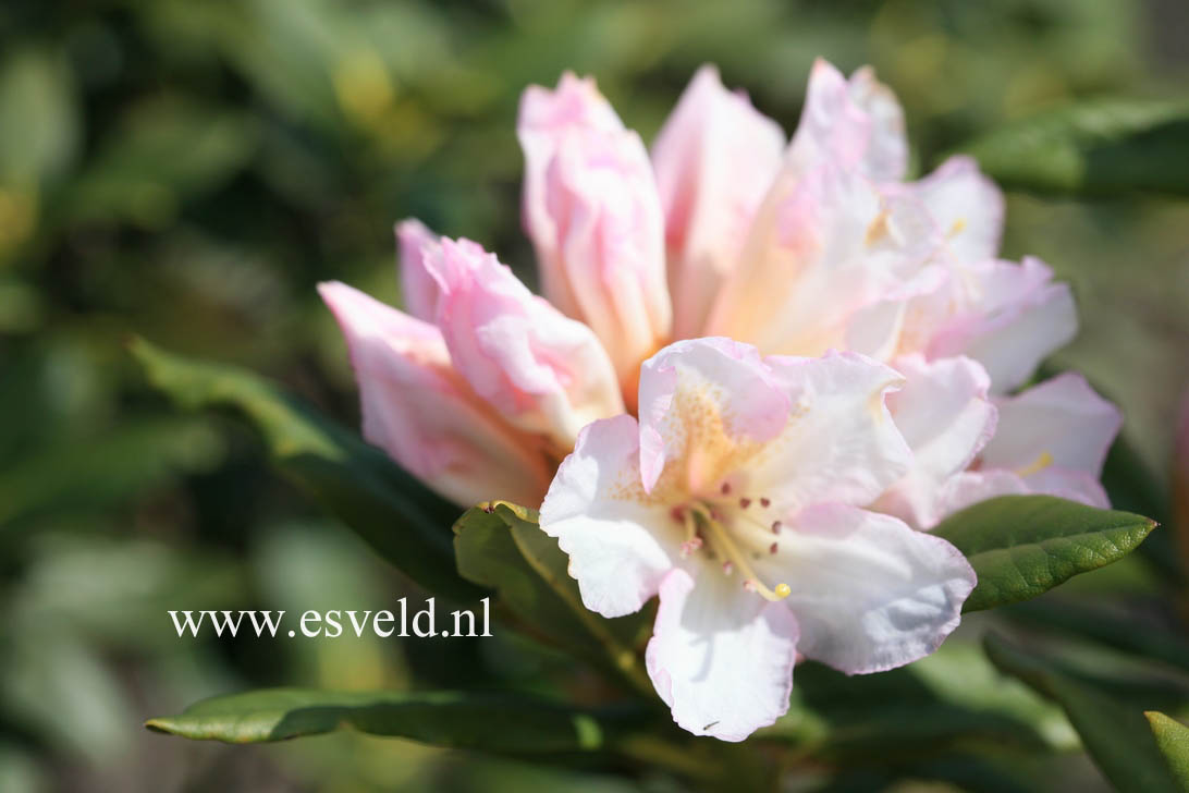 Rhododendron 'Mrs. P.D. Williams'