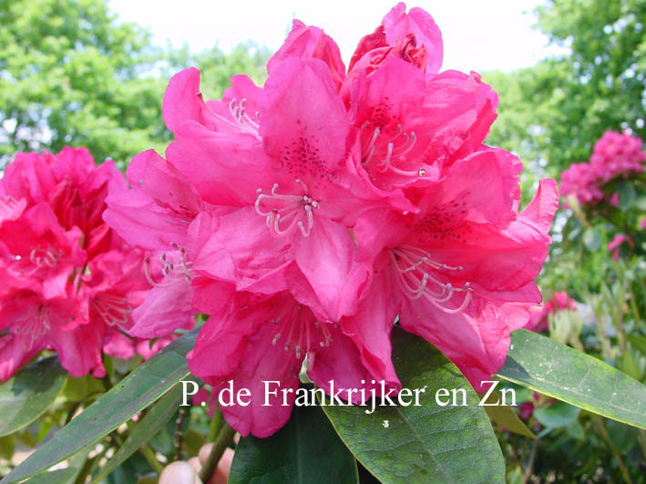 Rhododendron 'Mrs. R.S. Holford'