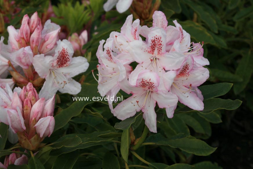 Rhododendron 'Mrs. W. Watson'