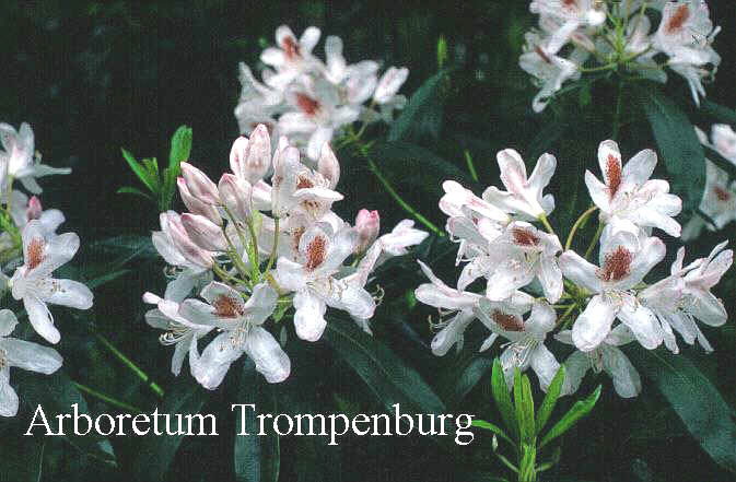 Rhododendron 'Multimaculatum'