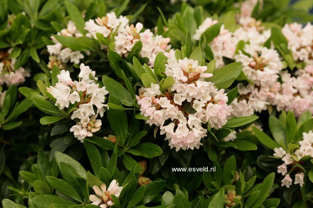 Rhododendron 'Myrtifolium'