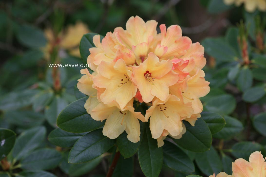 Rhododendron 'Nancy Evans'
