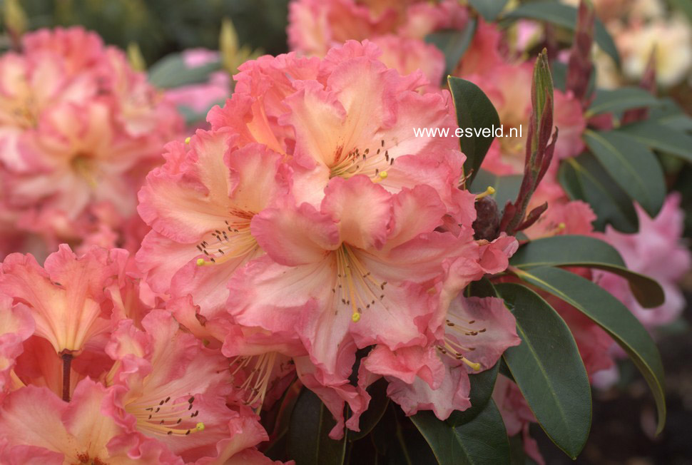 Rhododendron 'Naselle'