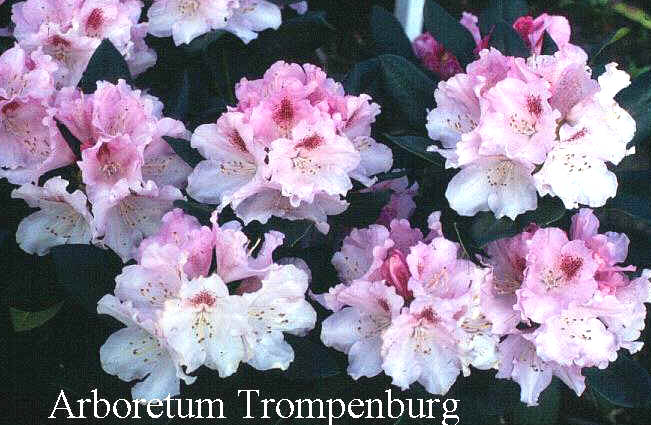 Rhododendron 'Nestucca'