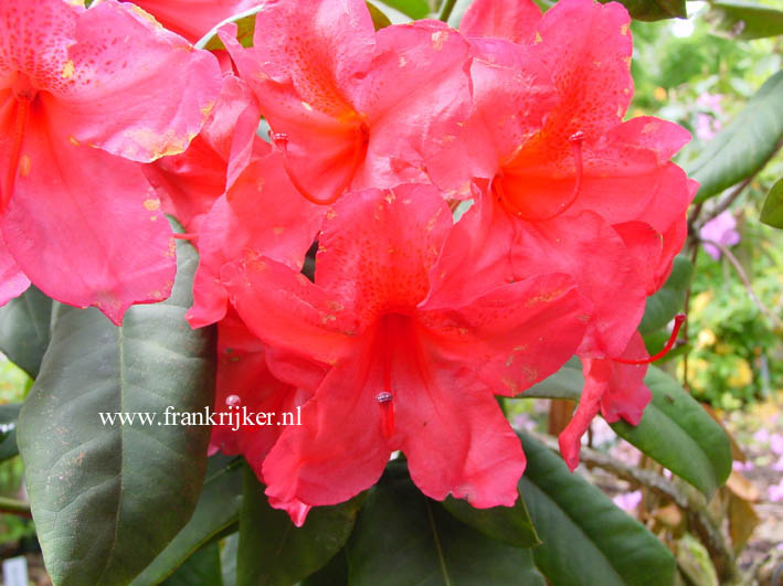 Rhododendron 'Netty Koster' Rhododendron 'Netty Koster'