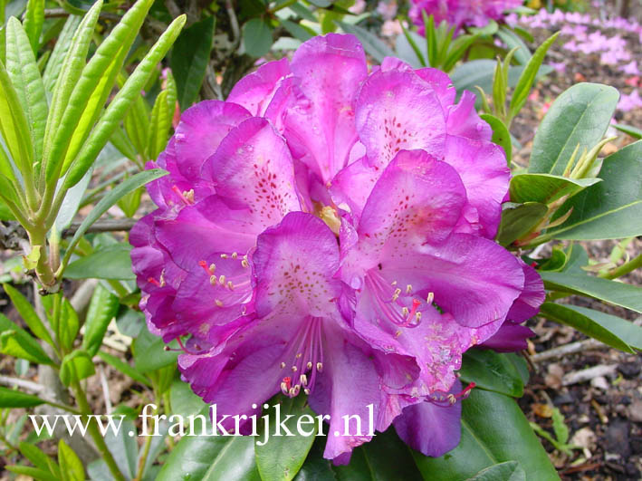 Rhododendron 'Nicholas'