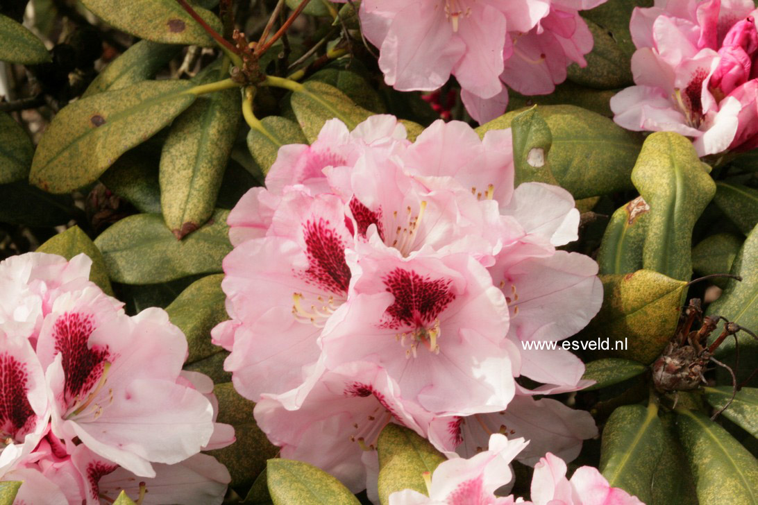 Rhododendron 'Nicoletta' (19396)