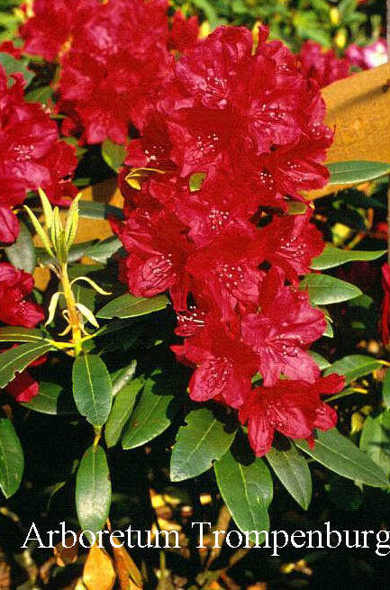 Rhododendron 'Nicoline' Rhododendron 'Nicoline'