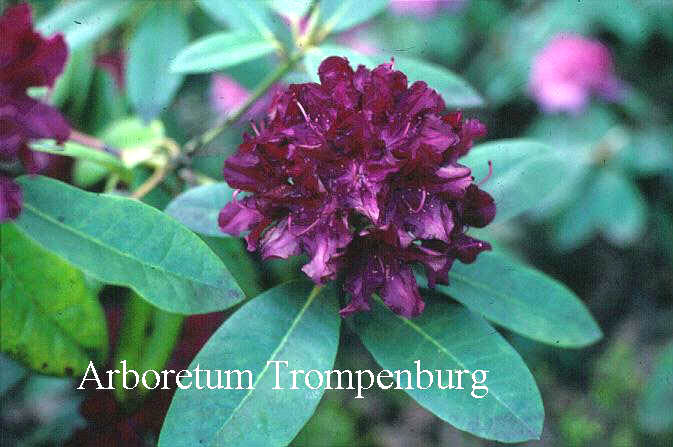 Rhododendron 'Nigrescens' Rhododendron 'Nigrescens'