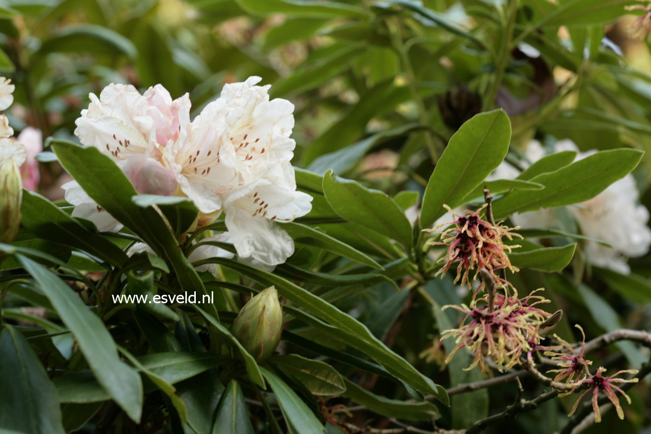 Rhododendron 'Nobleanum Venustum'