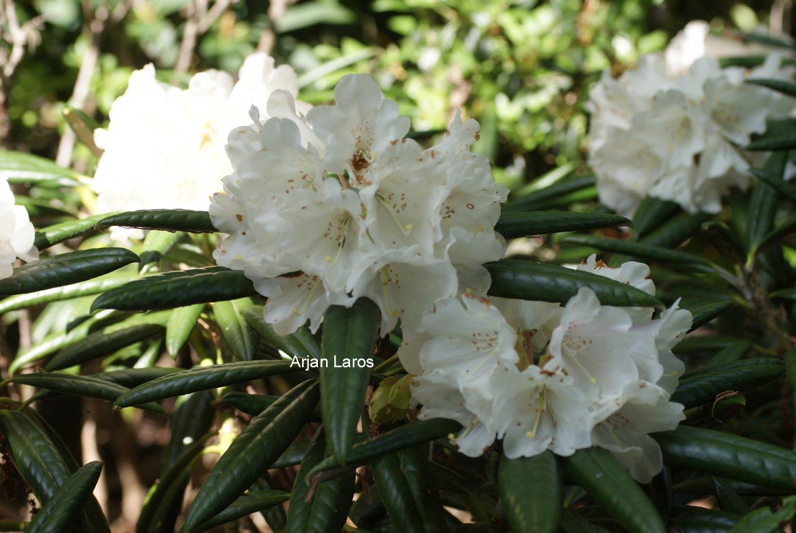 Rhododendron 'Oberschlesien'