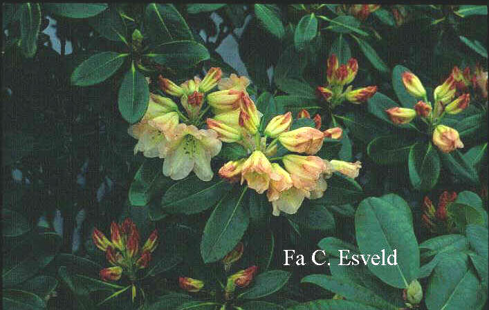 Rhododendron 'Odee Wright'