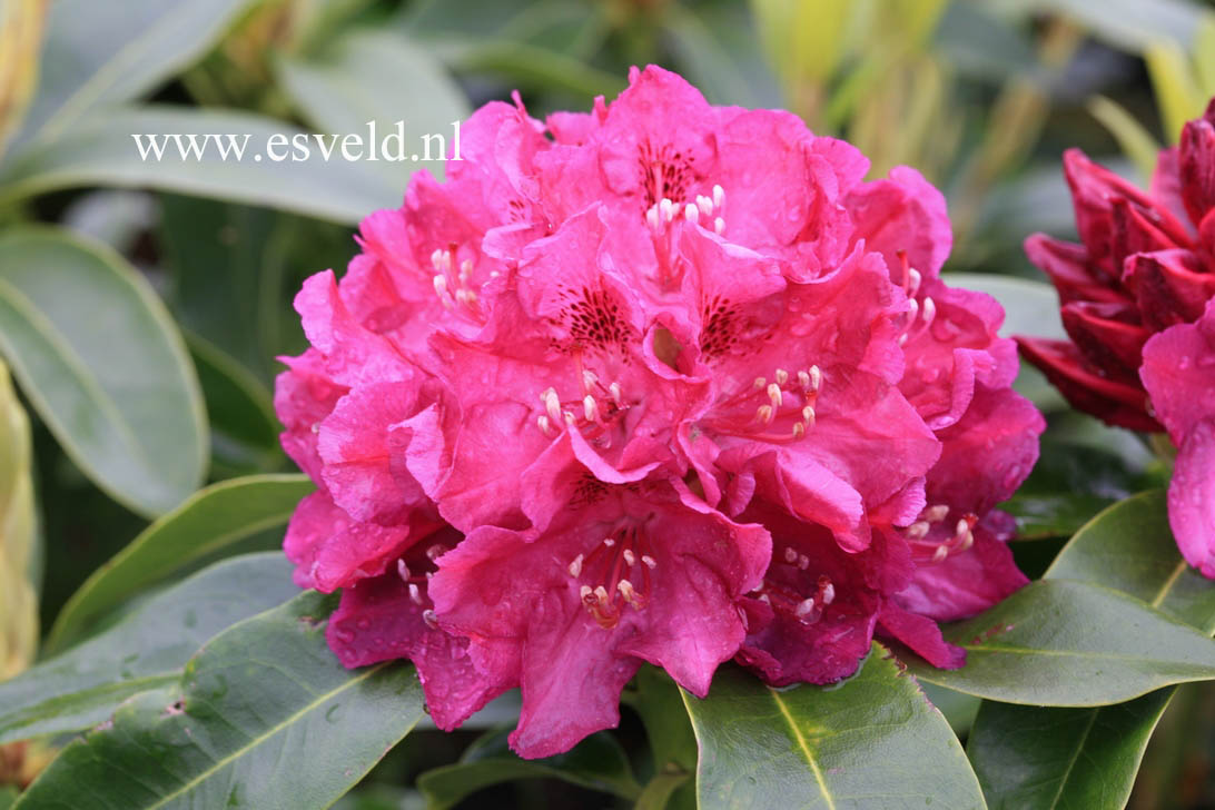 Rhododendron 'Old Port'