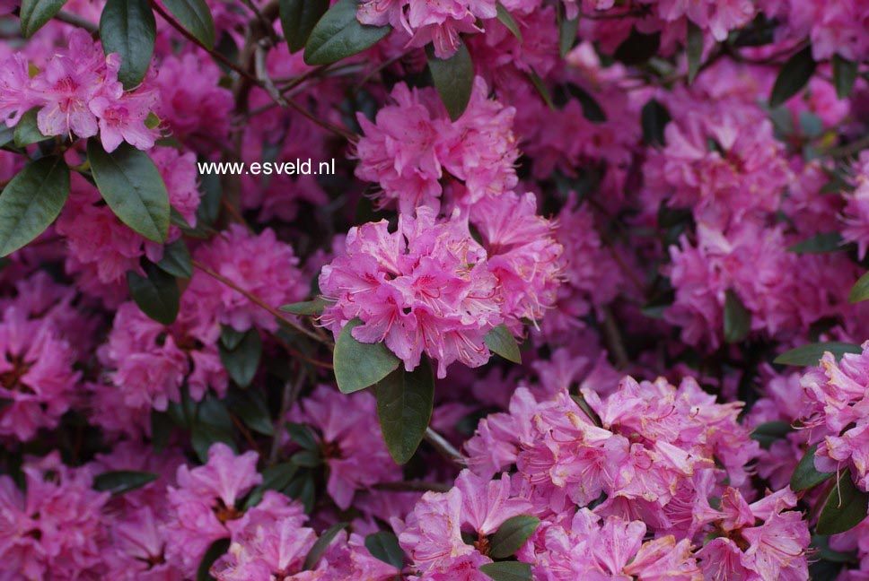 Rhododendron 'Olga Mezitt'