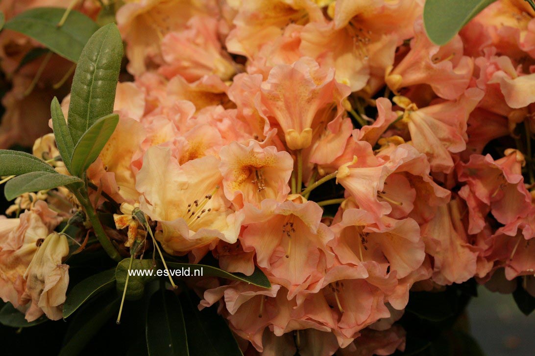 Rhododendron 'Olga'